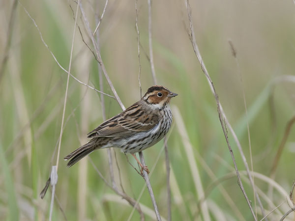 Pikkusirkku, Little Bunting, Emberiza pusilla